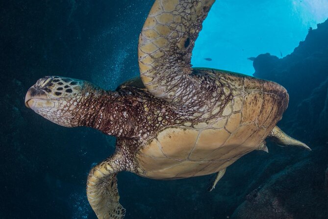 Shore Dive with Sea Turtles @ Koloa Landing for Certified Divers - The Koloa shoreline plan: what your time in the water feels like