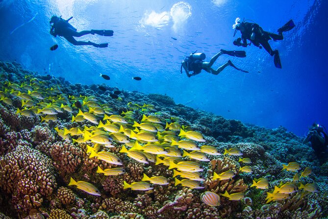 Shore Dive with Sea Turtles @ Koloa Landing for Certified Divers - Shore access and transportation from 2827 Poipu Rd
