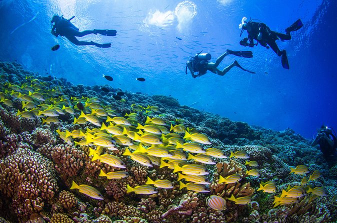 Shore Dive with Sea Turtles @ Koloa Landing for Certified Divers - Small group coaching: why 7 people max matters in the water