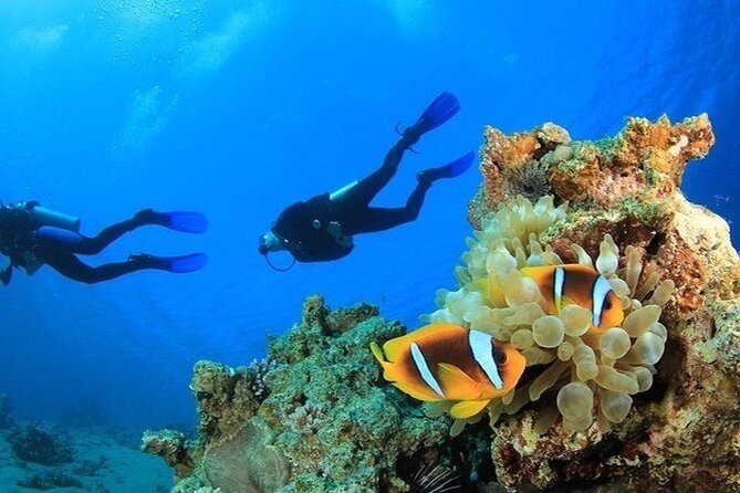 Side /Manavgat : Underwater Museum Scuba Diving w/ Lunch Transfer - Price and value for $42.10: what you’re really paying for