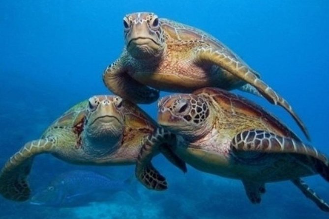 "Side: Scuba Diving in the Fascinating Underwater Museum" - Key highlights at a glance