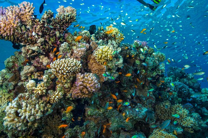 "Side: Scuba Diving in the Fascinating Underwater Museum" - What you’ll see underwater: wildlife plus submerged art
