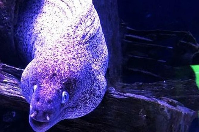 "Side: Scuba Diving in the Fascinating Underwater Museum" - The 6-hour flow: how your day actually plays out