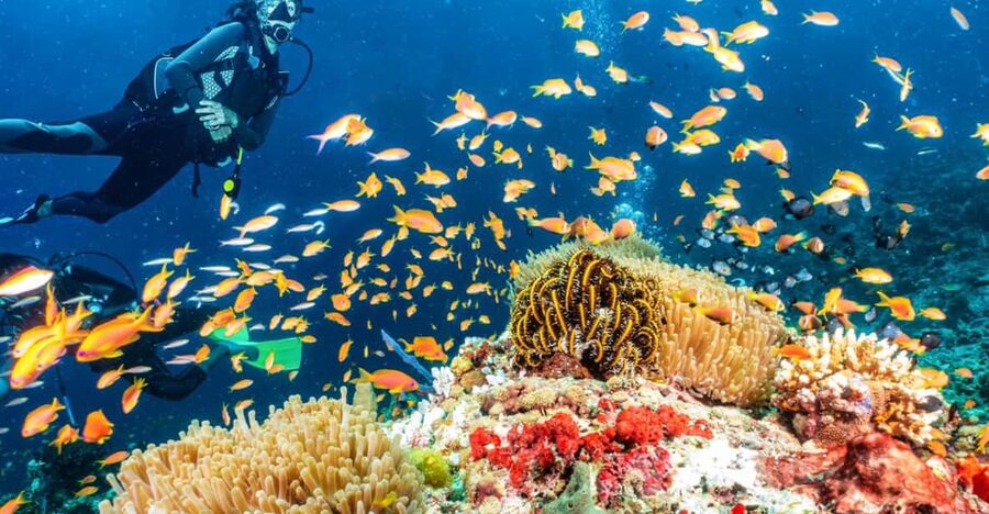 Side: Scuba Diving Tour Journey To The Depths Of The Blue - Key highlights worth planning around