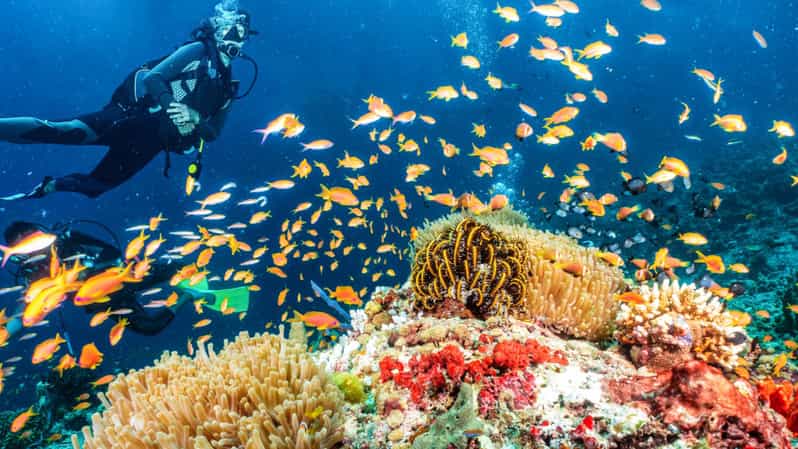 Side: Scuba Diving Tour Journey To The Depths Of The Blue - Side Underwater Museum: statues, plants, and marine life at 5–6 meters