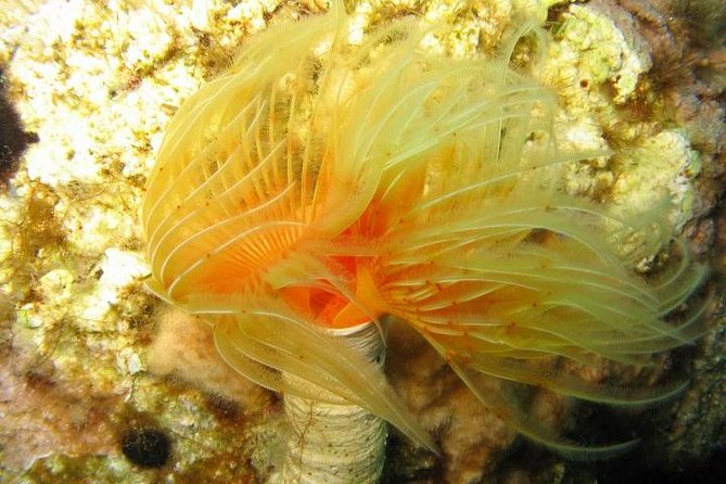 Side: Scuba Diving Under Water Museum - Safety and support: what included insurance and pairing means for you