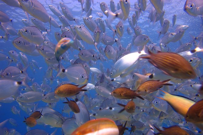 Side: Scuba Diving Under Water Museum - Who this tour suits best (and who should skip it)