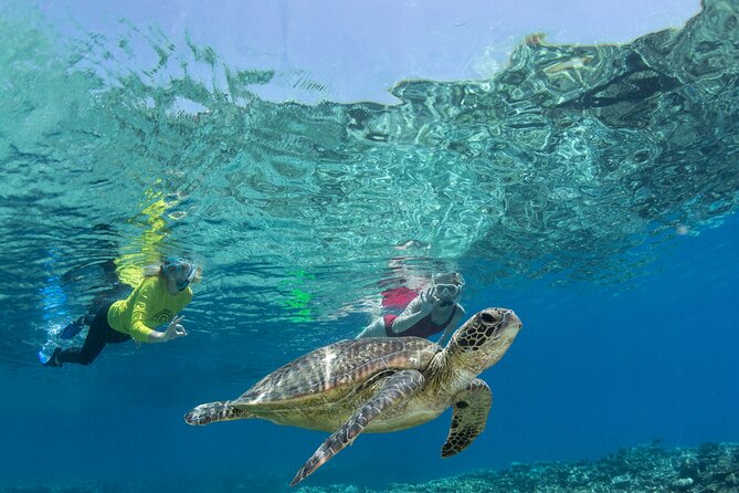 Silverswift Dive and Snorkel Great Barrier Reef Cruise - A Cairns reef cruise that gives you options from the surface to scuba
