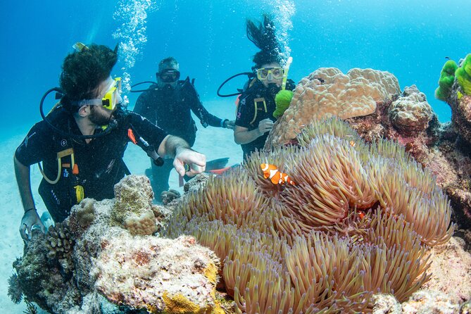 Silverswift Dive and Snorkel Great Barrier Reef Cruise - Three reef sites: Flynn, Milln, and Thetford (and why three matters)