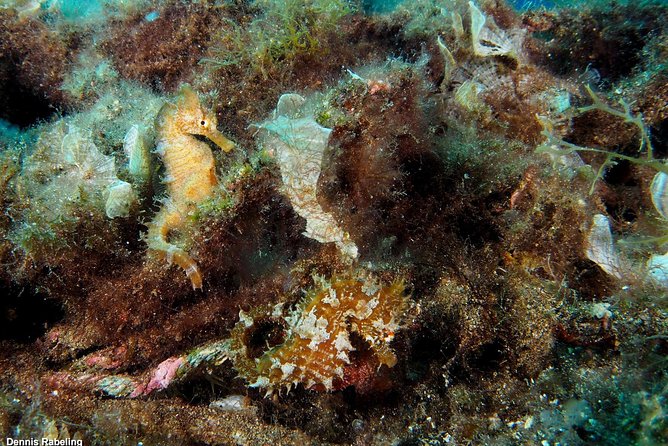Single Dive for qualified divers from shore, region Puerto del Carmen. - What’s included (and what isn’t) before you get wet