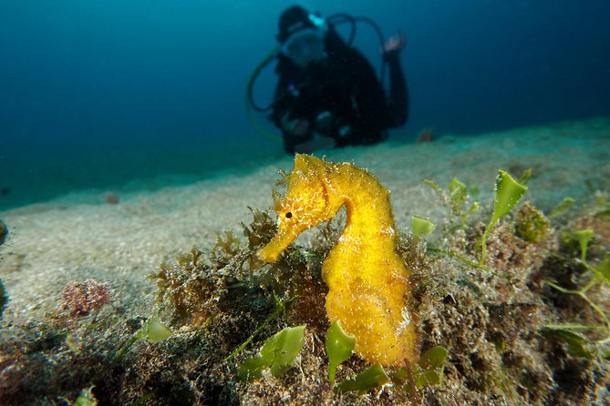 Single Dive for qualified divers from shore, region Puerto del Carmen. - Small group = easier attention from guides