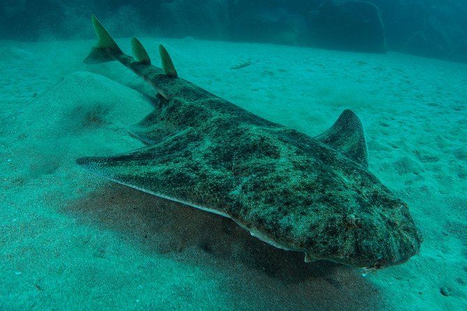 Single Dive for qualified divers from shore, region Puerto del Carmen. - Playa Grande: a strong starting point from shore