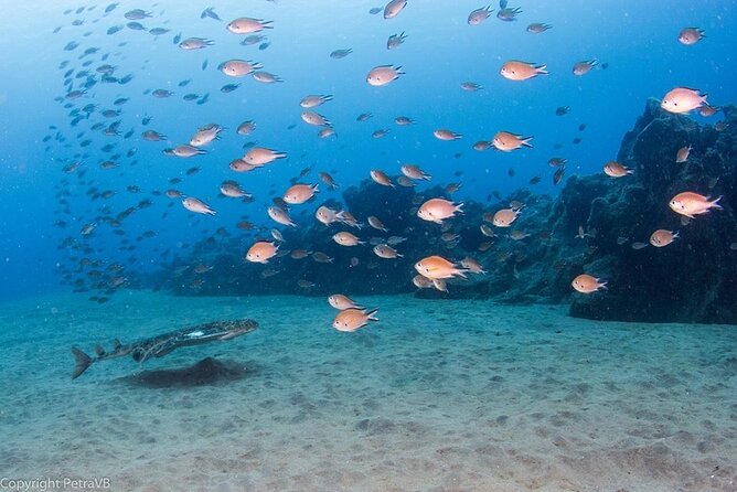 Single Scuba Try-Dive in Puerto del Carmen - small groups - 2 hours - Playa Chica Water Time: Calm Pace, Max 6m, and Real Sea Life