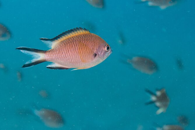 Single Scuba Try-Dive in Puerto del Carmen - small groups - 2 hours - Price and Value: What $84.21 Really Gets You