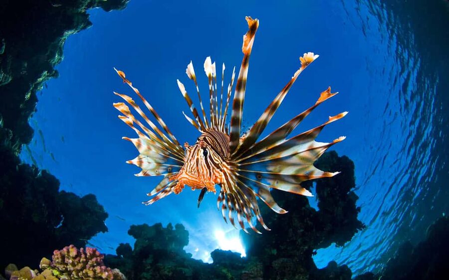 Sithonia: Scuba Diving Experience for Beginners - Elia Beach sea session: calm water, up to 12 meters, and real marine sightings