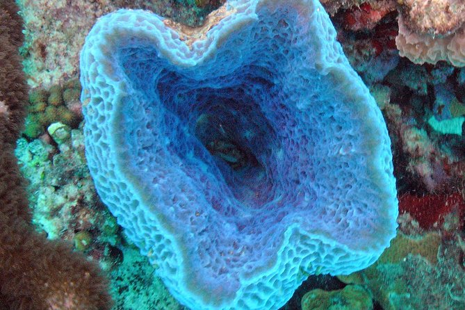 Small-Group Aruba Scuba Diving for Non-Certified Divers - Key things that make this Aruba scuba try-out work