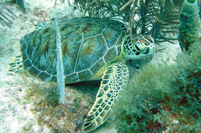 Small-Group Aruba Scuba Diving for Non-Certified Divers - How the training flows: theory, shallow practice, then deeper water