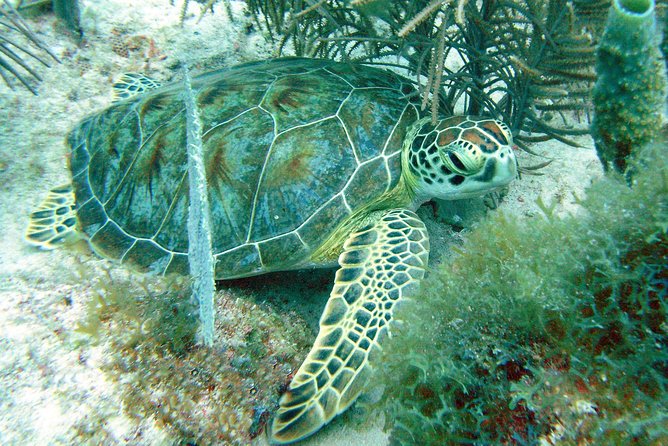 Small-Group Aruba Scuba Diving for Non-Certified Divers - The real value: learning to feel safe and in control