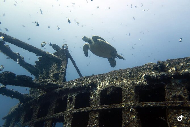 Small-Group Deep Dive in Oahu with Shipwreck and Reef - The Morning Plan: 100-Foot Shipwreck First, Reef Second