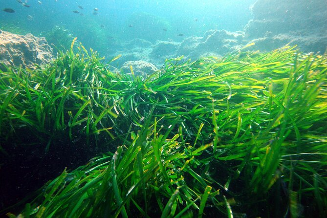 Small Group Diving Adventure in Menorca - The underwater walk: what happens during the 30 to 40 minutes