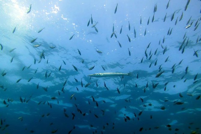 Small Group Diving Baptism in Tossa de Mar - Who this scuba baptism is best for (and who should skip it)