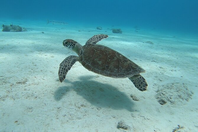 Small Group Diving experience in Caribbean - Two shore sessions on your schedule, without the stopwatch pressure