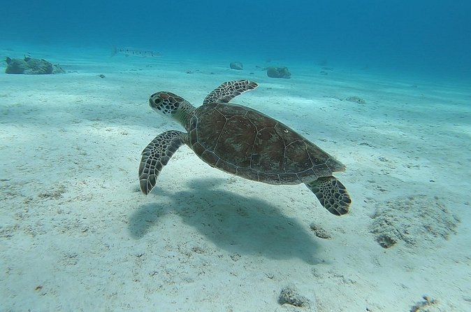 Small Group Diving experience in Caribbean - Lunch, soft drinks, and the small comfort wins between sessions