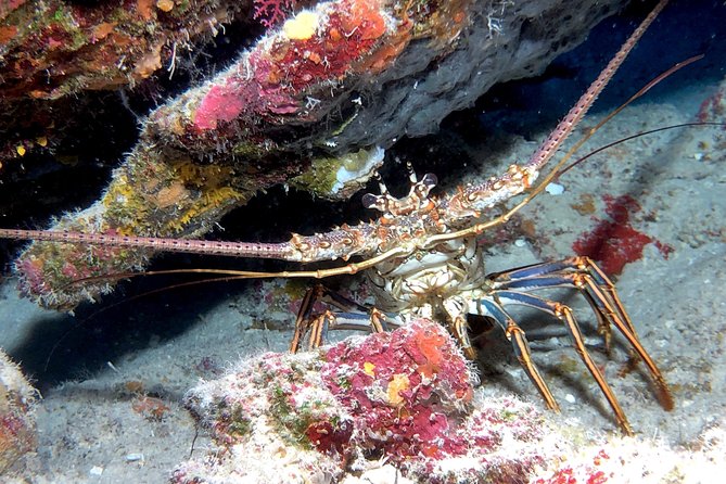 Small Group Guided Shore Dives in St. Andrews State Park, Florida - Jetty Wall Photos: Getting Shots Under and Above Water