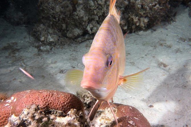 Small Group Guided Shore Dives in St. Andrews State Park, Florida - Practical Tips Before You Go (Gear, Weather, and Comfort)