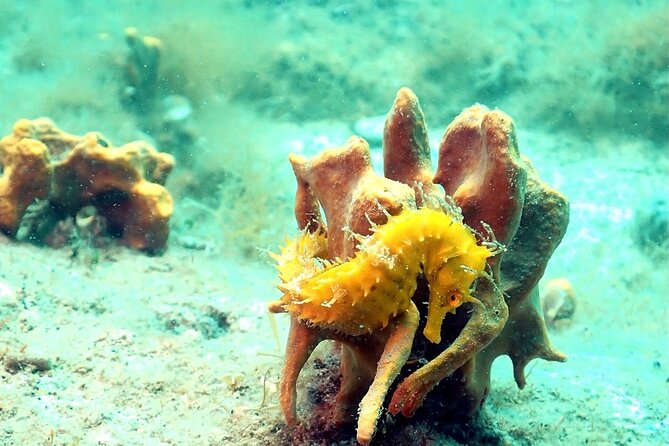 Small-Group Introductory Scuba Diving in Pula - First-Time Scuba in Pula: What You Get in 3 Hours
