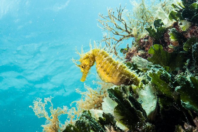 Small-Group Introductory Scuba Diving in Pula - The Short Underwater Session Along the Istrian Coast