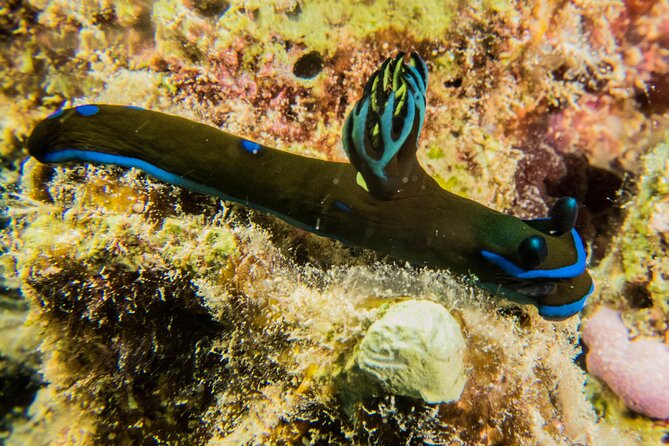 Small Group Shallow Reef Dive in Oahu - Late-Morning Timing That Keeps Things Relaxed