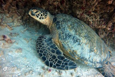Small Group Shallow Reef Dive in Oahu - Getting to the Meeting Point Without Making Your Day Complicated
