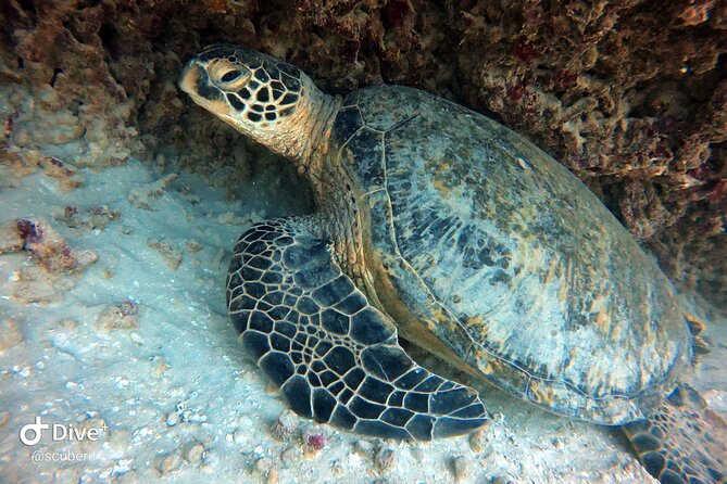 Small Group Shallow Reef Dive in Oahu - Getting to the Meeting Point Without Making Your Day Complicated