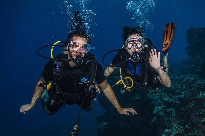 Small-Group Shark and Turtle Dive for Certified Divers - Mala Wharf: Why this pier wreck became Maui’s top shore site