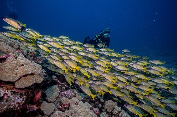 Small-Group Shark and Turtle Dive for Certified Divers - Shore entry isn’t a throwaway detail: carry gear and walk over uneven ground