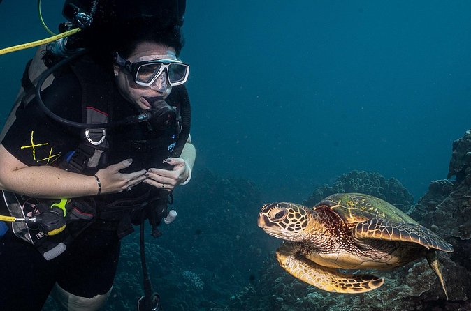 Small-Group Shark and Turtle Dive for Certified Divers - Gear included: what you can pack (and what you might add)