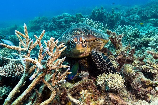 Snorkel & Dive the Reef: Sustainable, Scientific & Cultural Tour - Glass-bottom, semi-submersible, and underwater observatory (the dry-reef plan)