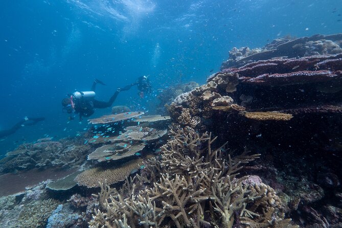 Snorkel & Dive the Reef: Sustainable, Scientific & Cultural Tour - Value check: why the $232.39 price can make sense
