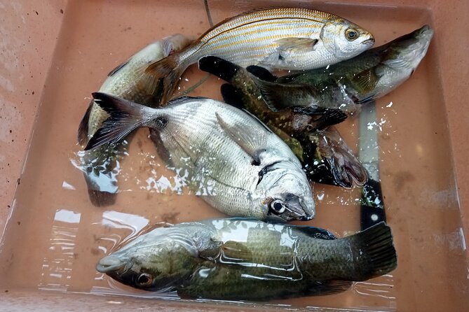 Snorkeling and Diving in the Gulf of Tavolara with Fishing - Price and Value: Is $154.88 Worth It?