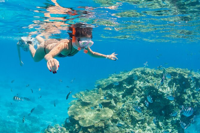 Snorkeling and Diving to Ras Mohamed And White Island by VIP Boat - Key things I’d zero in on before you book