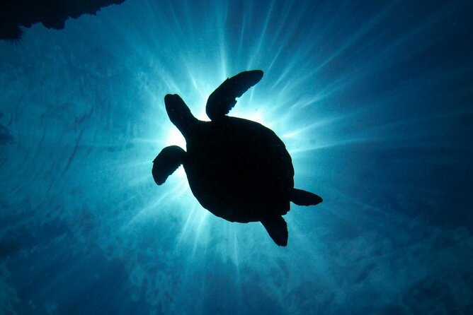 South Maui Discover Scuba Dive - Why a Shore-Based Scuba Intro Works So Well on Maui