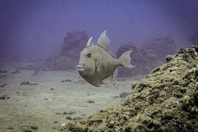 South Maui Discover Scuba Dive - Safety Briefing and Gear Fit: The Skills Part You’ll Actually Remember