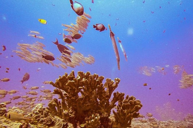 South Maui Discover Scuba Dive - Marine Life You’ll Likely See Near the Reef