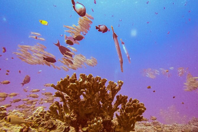South Maui Discover Scuba Dive - Price and Value: Is $185 a Fair Deal for a 3-Hour Intro?