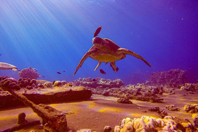 South Maui Shore Dive - Key things I’d bookmark before you go
