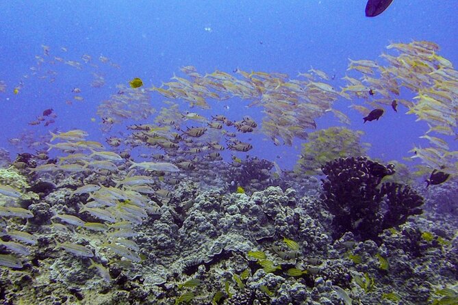 South Maui Shore Dive - South Maui shore-based scuba: why this beats the big-day feeling