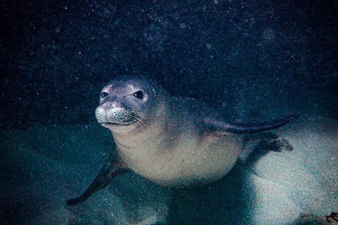 South Maui Shore Dive - How the 3 hours usually unfold: briefing, shore access, and a smarter pace