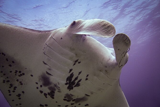 South Maui Shore Dive - Optional second site: when it’s worth the extra paid time