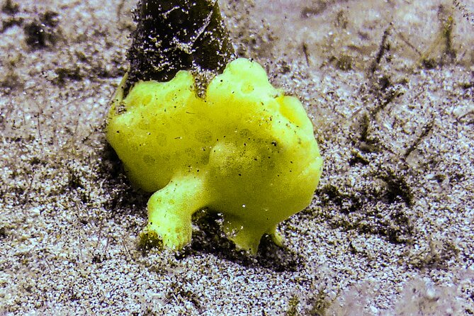 South Maui Shore Dive - Price and value: what $155 really covers on Maui
